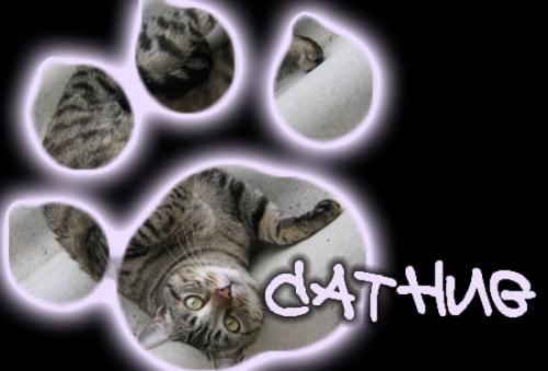 Cathug cat hug image community forum cats wiki images photo photos photo-album upload photo-albums