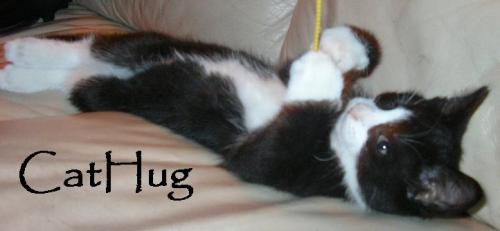 Cathug cat photos hug image cats forum community wiki images photo photo-album upload photo-albums