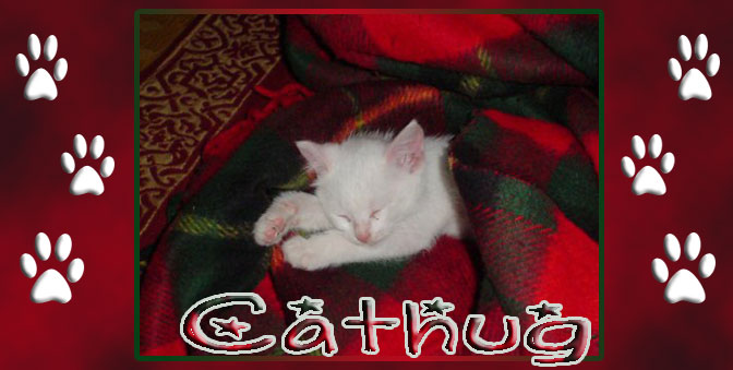 photo-album Cathug cat hug image cats community forum images photo photos wiki upload photo-albums