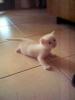 3619.White kitty