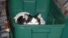 5425.Whats with my cat and boxes?