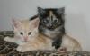 5812.Parents as kittens