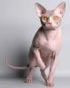 6138.AprioriNaked Sphynx Cattery