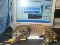 <img200*0:stuff/z/6312/My%2520cats%2520and%2520me/S2010003.JPG>