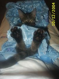 <img200*0:stuff/z/6312/My%2520cats%2520and%2520me/S2010005.JPG>