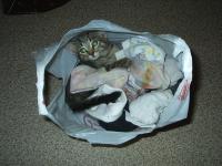 <img200*0:stuff/z/6312/My%2520cats%2520and%2520me/S2010011.JPG>